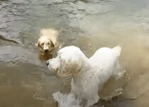 犬の水泳教室？ 泳ぎ方を子犬に教えてあげる先輩