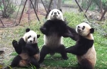 ポーズが面白すぎる！おやつを待つパンダたち。