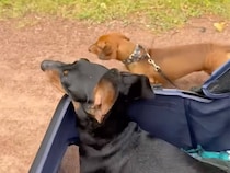 後ろ足が麻痺していても… 兄弟でお散歩を楽しむ犬さんたち