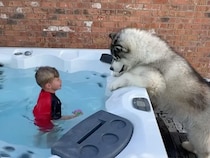 犬「これってプール？ お風呂？」水遊びはしたいけど… お庭のジャグジーに興味津々！