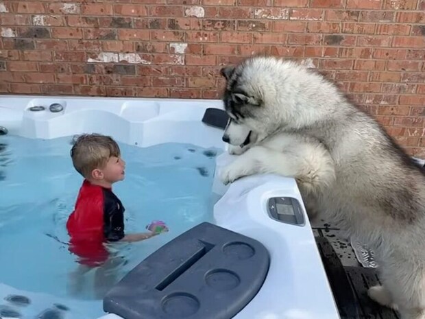 犬「これってプール？ お風呂？」水遊びはしたいけど… お庭のジャグジーに興味津々！