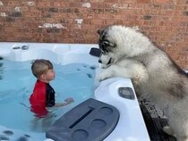 犬「これってプール？ お風呂？」水遊びはしたいけど… お庭のジャグジーに興味津々！