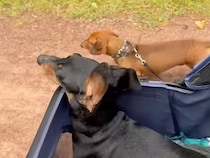 後ろ足が麻痺していても… 兄弟でお散歩を楽しむ犬さんたち