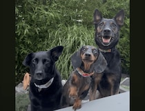 写真を撮られるのが好きな犬たち、ソワソワしたり、ポーズを決めたりみんな可愛い！
