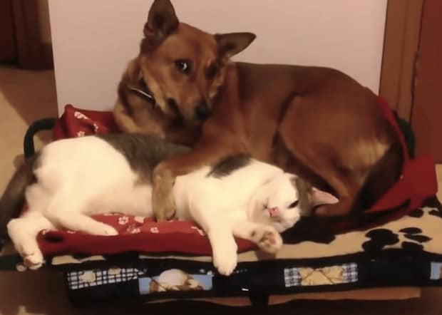 やっぱり猫は「猫様」だ！ベッドを奪われる犬たち