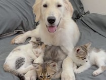 ふわふわのそばが安心するのかな？ 犬さんの近くに集まる子猫さんたち