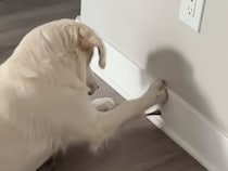 【0円で無限に遊べるおもちゃ】子犬の頃からお気に入り！ 大人になっても夢中で遊ぶ犬さん