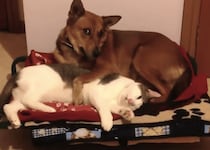 やっぱり猫は「猫様」だ！ベッドを奪われる犬たち