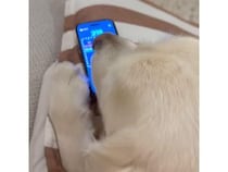 Perfectも出た！？飼い主さんのスマホでゲームを楽しむ犬さん