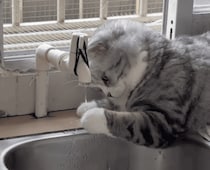 お水をじっくり観察する猫さん、お手手でちょんちょん！