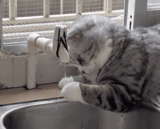 お水をじっくり観察する猫さん、お手手でちょんちょん！
