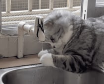 お水をじっくり観察する猫さん、お手手でちょんちょん！
