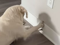 【0円で無限に遊べるおもちゃ】子犬の頃からお気に入り！ 大人になっても夢中で遊ぶ犬さん
