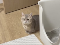 可愛いって分かってやってる？ ヘソ天でパパを見つめる甘えん坊な猫さん