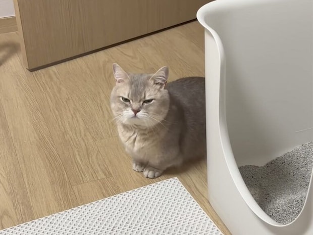 可愛いって分かってやってる？ ヘソ天でパパを見つめる甘えん坊な猫さん