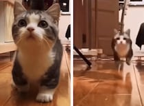 トテテテテッ！全力疾走してくる短足子猫が可愛すぎ