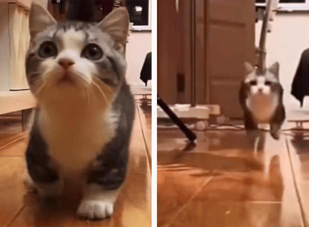 トテテテテッ!全力疾走してくる短足子猫が可愛すぎ