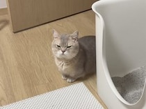 可愛いって分かってやってる？ ヘソ天でパパを見つめる甘えん坊な猫さん