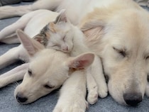 優しい犬さんたちのおかげかな？ 保護子猫さんが安心して眠るまで