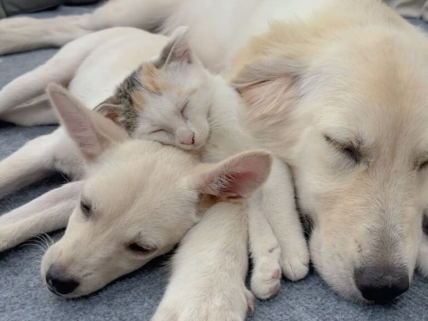 優しい犬さんたちのおかげかな？ 保護子猫さんが安心して眠るまで