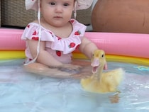 【泳ぎ方のお手本】赤ちゃんの前をパタパタ。小さなアヒルのヒナさんに興味津々