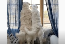 おかえりおかえり〜！ 可愛いすぎる犬さんのお出迎え