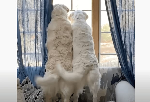 おかえりおかえり〜！ 可愛いすぎる犬さんのお出迎え