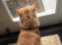 まだ来ないなかなぁ。友達を待つ猫の後ろ姿が可愛すぎ♪