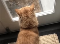まだ来ないなかなぁ。友達を待つ猫の後ろ姿が可愛すぎ♪