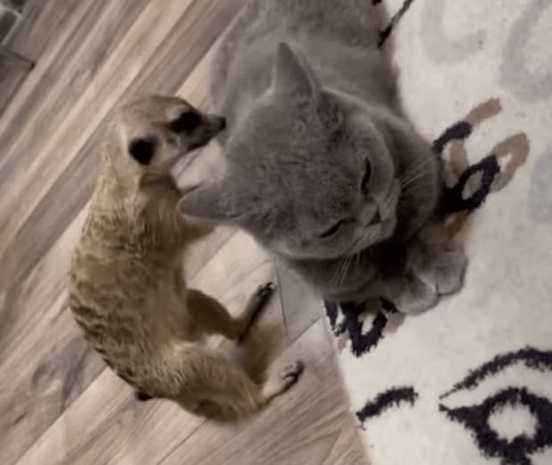 「猫さん凝ってるね〜」ちょっと変わったマッサージ師登場!