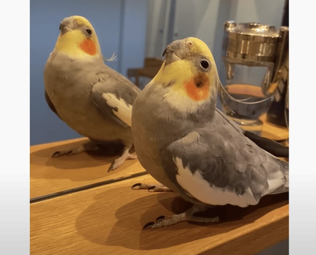 可愛すぎるオカメインコの「いないいないばぁ♪」