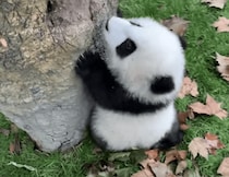 よいちょ！ 子パンダ、木登りの練習を頑張る