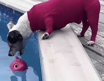 おもちゃがぁぁぁ！拾いたいけど、水に入るのはめんどくさい犬。