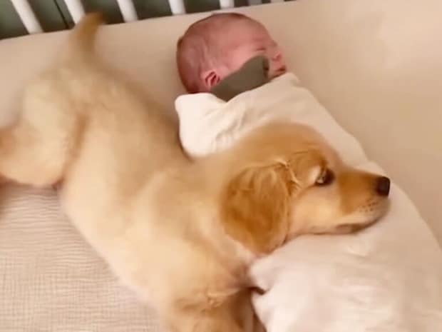 眠る赤ちゃんを優しく見つめる子犬さん、すぐに大親友みたいに一緒にお昼寝!