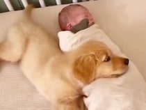 眠る赤ちゃんを優しく見つめる子犬さん、すぐに大親友みたいに一緒にお昼寝！