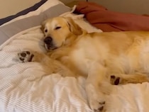 人間のベッドを愛犬が占領中？ 飼い主さんは怒るどころか…