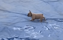 「プールの上を歩いてみたい！」 そんな夢を叶えた犬さん♪