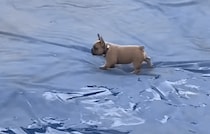 「プールの上を歩いてみたい！」 そんな夢を叶えた犬さん♪