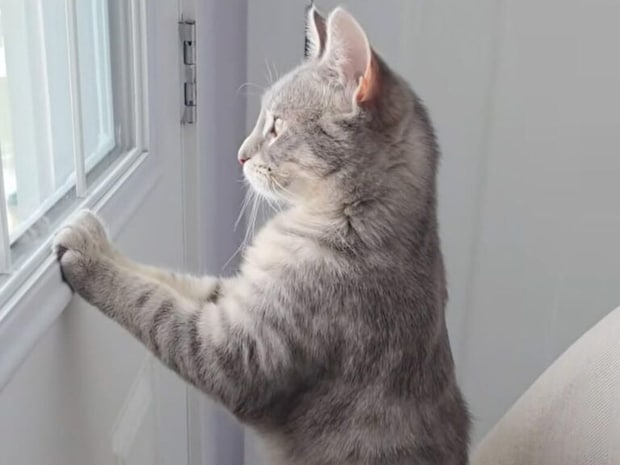 椅子の上からじーっ。窓の外が気になって仕方ない猫さん