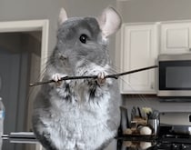 チンチラさんが殺陣を披露！ かっこよすぎるー！