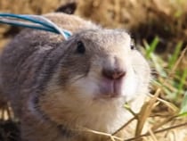 イタズラも甘えん坊も全部かわいい！ いつでも元気いっぱいなプレーリードッグさん