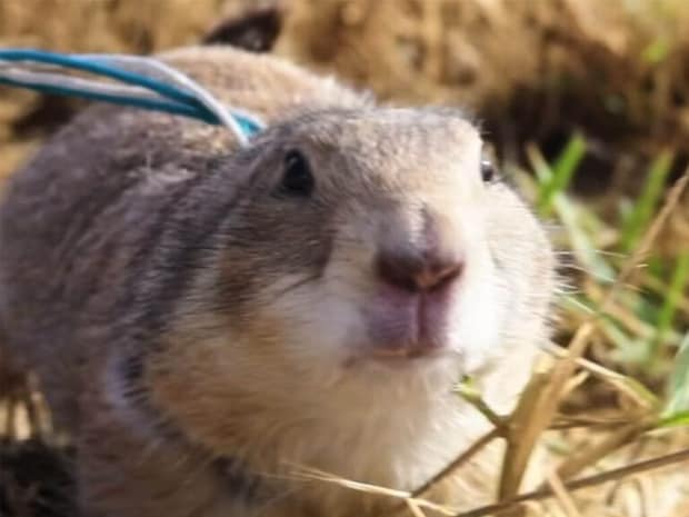 イタズラも甘えん坊も全部かわいい! いつでも元気いっぱいなプレーリードッグさん