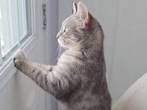 椅子の上からじーっ。窓の外が気になって仕方ない猫さん