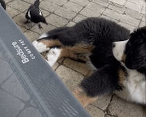 しっぽ持っていかれちゃうよ？ 鳥にツンツンされても動じない子犬さん