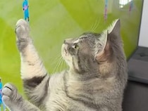 テレビのサッカー中継に夢中な猫さん、ついに自分も参戦しちゃった