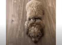 ぴょこん！ 独特な「おすわり」を見せてくれるモフモフ犬