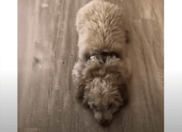 ぴょこん！ 独特な「おすわり」を見せてくれるモフモフ犬