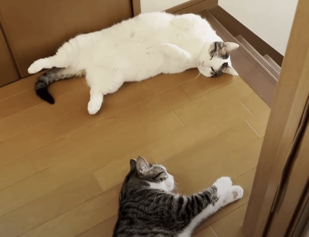 夏を感じるね。 猫が床に落ちている季節になりました!