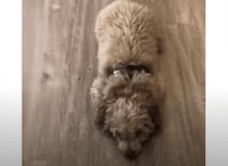 ぴょこん！ 独特な「おすわり」を見せてくれるモフモフ犬
