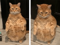 あのキャラクターそっくり！ 実写化したような猫さん